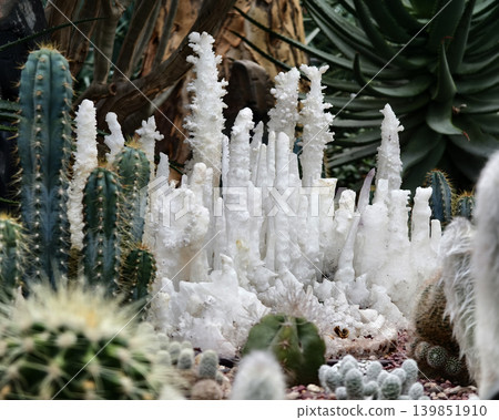 White mineral formations among cactus succulents resembling miniature stalagmites White mineral formations among cactus succulents resembling miniature stalagmites 139851910