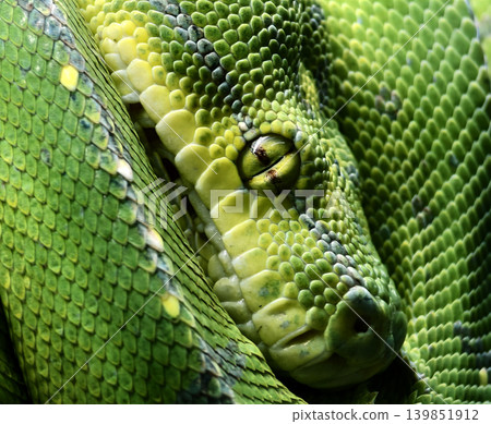 Emerald python coiled on branch wrapped in tight spiral Emerald python coiled on branch wrapped in tight spiral 139851912