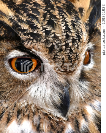 Closeup eagle owl face amber eyes and mottled plumage 139851928