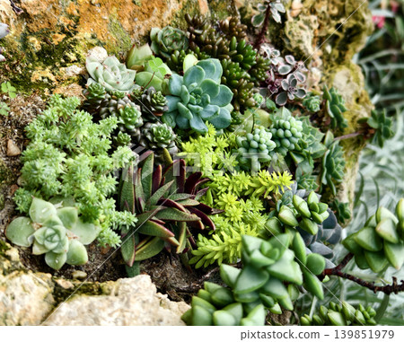 Textured flower and cactus arrangement for landscape gardens Textured flower and cactus arrangement for landscape gardens 139851979
