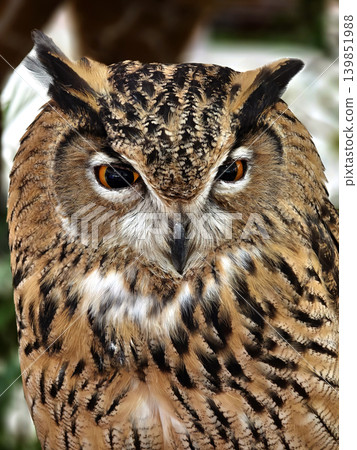 Closeup eagle owl face amber eyes and mottled plumage Closeup eagle owl face amber eyes and mottled plumage 139851988