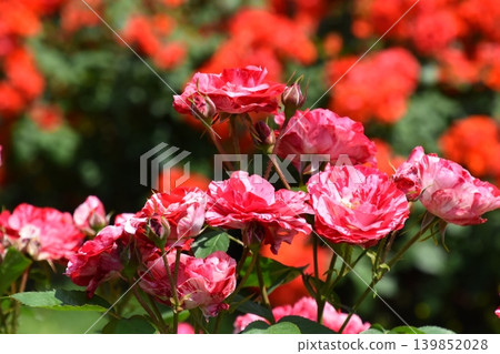 Kyoto Prefectural Botanic Garden Kyoto Prefectural Botanic Garden 139852028