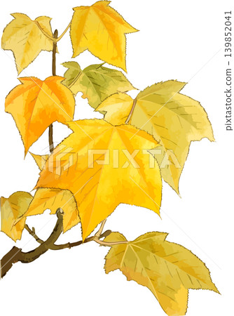 Cutout sketch material of a striped maple tree with yellowing leaves Cutout sketch material of a striped maple tree with yellowing leaves 139852041