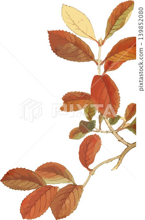 楓葉插圖素材，適用於戈馬木 139852080