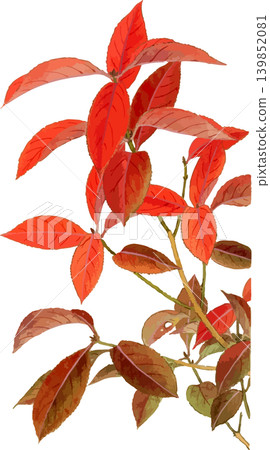 Drawing material of red leaves of Euonymus alatus 139852081