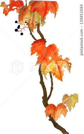 攀緣植物的自然歷史插畫素材：花葉常春藤的秋葉 139852084