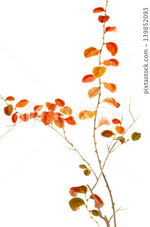 Autumn foliage sketch material for Kogomezakura cherry blossoms Autumn foliage sketch material for Kogomezakura cherry blossoms 139852093
