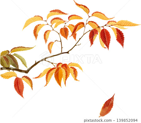 Natural history illustration material of zelkova tree leaves in autumn Natural history illustration material of zelkova tree leaves in autumn 139852094