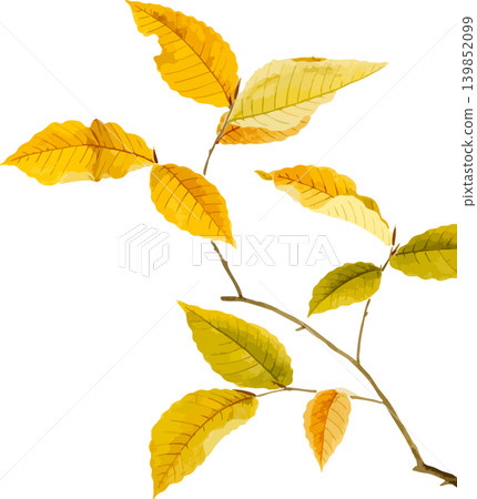 A sketch of a beautiful yellow-leaved beech tree in autumn colors. 139852099