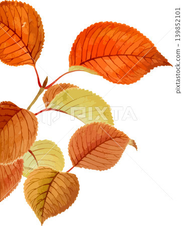 莢蒾屬植物(Viburnum plicatum)秋葉的素描素材 莢蒾屬植物(Viburnum plicatum)秋葉的素描素材 139852101