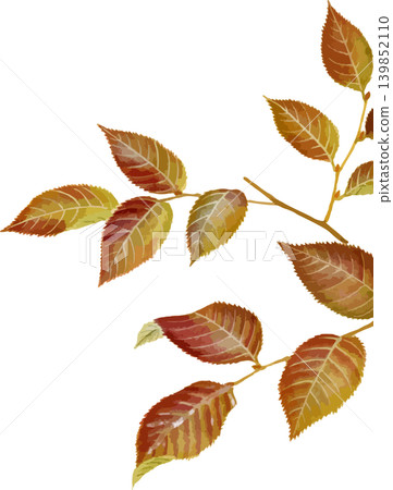 用於素描日本角樹(Carpinus laxiflora)秋葉的繪畫材料。 用於素描日本角樹(Carpinus laxiflora)秋葉的繪畫材料。 139852110