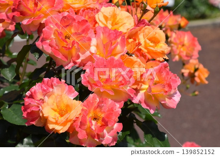 京都府植物園 京都府植物園 139852152