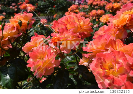 Kyoto Prefectural Botanic Garden Kyoto Prefectural Botanic Garden 139852155