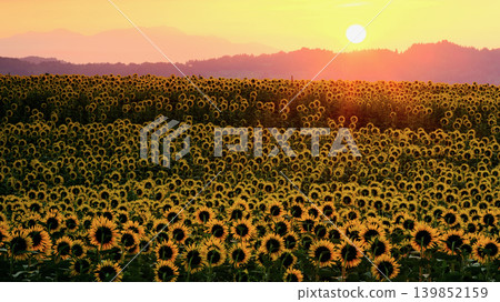 Sunflower field in the morning sun Sunflower field in the morning sun 139852159