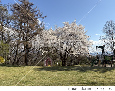我在公園散步時拍攝的一張照片。 139852430