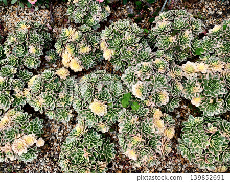 Textured flower and cactus arrangement for landscape gardens Textured flower and cactus arrangement for landscape gardens 139852691