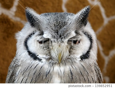 Closeup eagle owl face amber eyes and mottled plumage Closeup eagle owl face amber eyes and mottled plumage 139852951