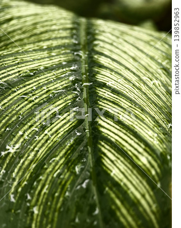 Glossy variegated leaves with pronounced veins, overlapping tropical foliage with striped patterns Glossy variegated leaves with pronounced veins, overlapping tropical foliage with striped patterns 139852963