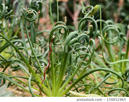 Curly green spiral sprouts in garden with design Curly green spiral sprouts in garden with design 139852965