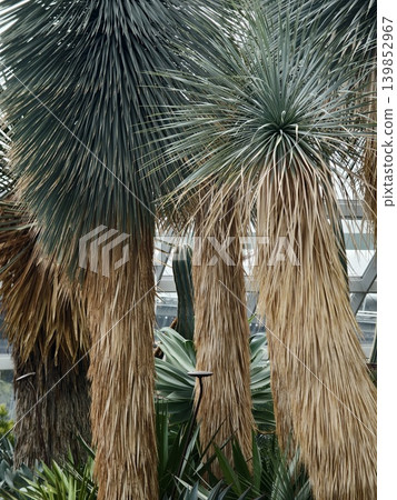 Textured flower and cactus arrangement for landscape gardens Textured flower and cactus arrangement for landscape gardens 139852967