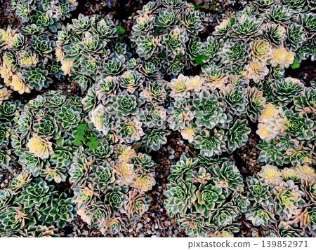 Textured flower and cactus arrangement for landscape gardens Textured flower and cactus arrangement for landscape gardens 139852971