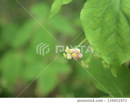The small, delicate flowers of the Euonymus alatus (hanging flower) that bloomed in May. The small, delicate flowers of the Euonymus alatus (hanging flower) that bloomed in May. 139852973