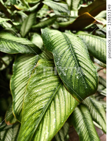 Glossy variegated leaves with pronounced veins, overlapping tropical foliage with striped patterns Glossy variegated leaves with pronounced veins, overlapping tropical foliage with striped patterns 139853149