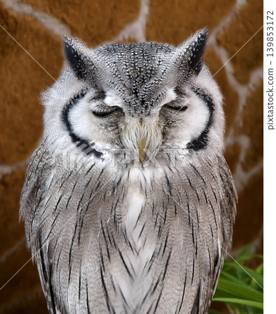 Closeup eagle owl face amber eyes and mottled plumage Closeup eagle owl face amber eyes and mottled plumage 139853172