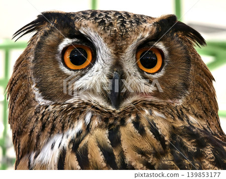 Closeup eagle owl face amber eyes and mottled plumage Closeup eagle owl face amber eyes and mottled plumage 139853177