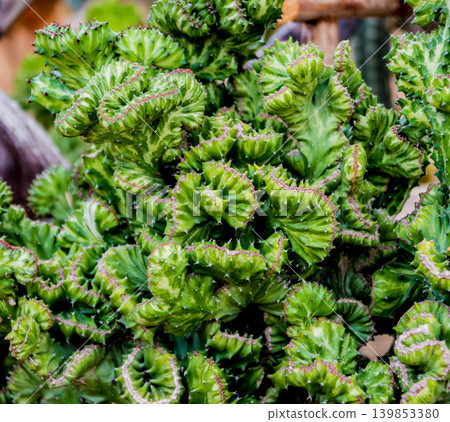 Beautiful macro shots of prickly cactus. Background and textures Beautiful macro shots of prickly cactus. Background and textures 139853380