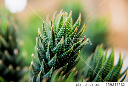 Beautiful macro shots of prickly cactus. Background and textures 139853382