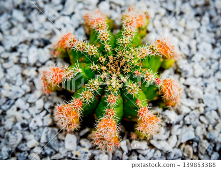 Collection beautiful prickly cacti in the greenhouse Collection beautiful prickly cacti in the greenhouse 139853388