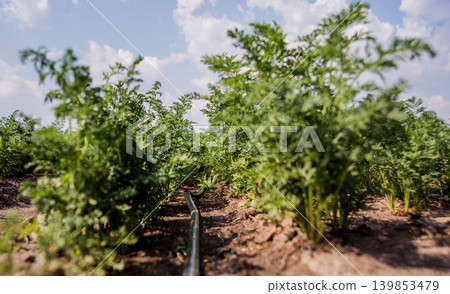 Drip irrigation system. Water saving drip irrigation system Drip irrigation system. Water saving drip irrigation system 139853479