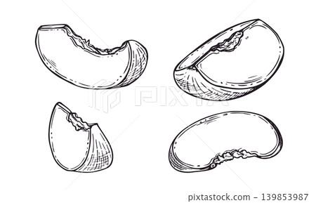 Peach slice line art black ink illustration set. Hand drawn fruit segments etching drawing. Ripe nectarine slices black and white sketch for culinary menu design, cooking recipe concept. Peach slice line art black ink illustration set. Hand drawn fruit segments etching drawing. Ripe nectarine slices black and white sketch for culinary menu design, cooking recipe concept. 139853987