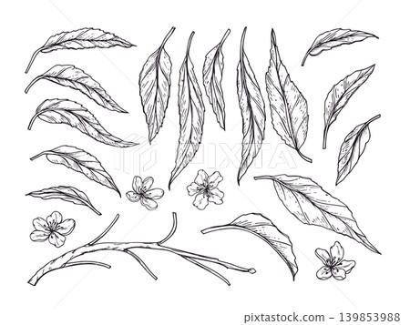 Set of hand drawn peach leaves and flowers. Monochrome black and white nectarine branch components sketch collection. Tree foliage and blossom for design element and herbal decoration. Set of hand drawn peach leaves and flowers. Monochrome black and white nectarine branch components sketch collection. Tree foliage and blossom for design element and herbal decoration. 139853988