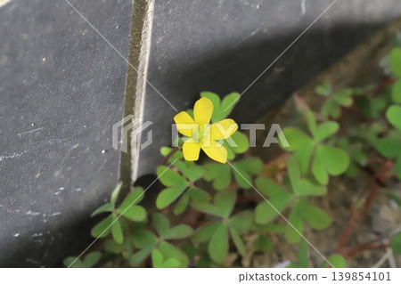 春天，路邊盛開著小小的黃色酢漿草花。 139854101