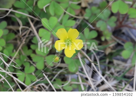 Small yellow wood sorrel flowers blooming by the roadside in spring Small yellow wood sorrel flowers blooming by the roadside in spring 139854102