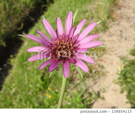 The flower of the 'Brazilian' (a member of the Asteraceae family) The flower of the 'Brazilian' (a member of the Asteraceae family) 139854115
