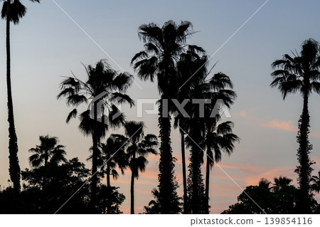 Palm trees against the evening sky Palm trees against the evening sky 139854116