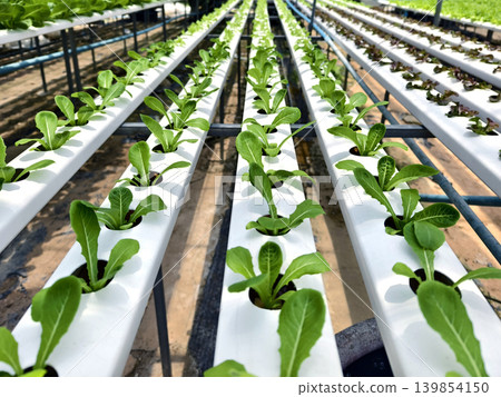 Rows hydroponic lettuce seedlings in greenhouse, commercial farming operation with white rows Rows hydroponic lettuce seedlings in greenhouse, commercial farming operation with white rows 139854150