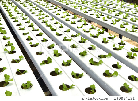 Rows hydroponic lettuce seedlings in greenhouse, commercial farming operation with white rows 139854151