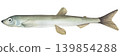 Capelin Fish (Mallotus villosus). Watercolor illustration of isolated on a white background.Raw hand drawn capelin for printing, cookbook, signboard, menu, market, packaging  139854288