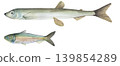 Capelin (Mallotus villosus) and sprat (Sprattus sprattus). Watercolor illustration of small forage fish on white background. For cookbooks, menu, educational brochures, packaging, marine design  139854289