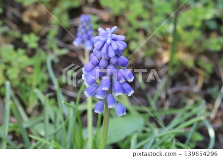 Purple Muscari flowers blooming in the spring garden Purple Muscari flowers blooming in the spring garden 139854296