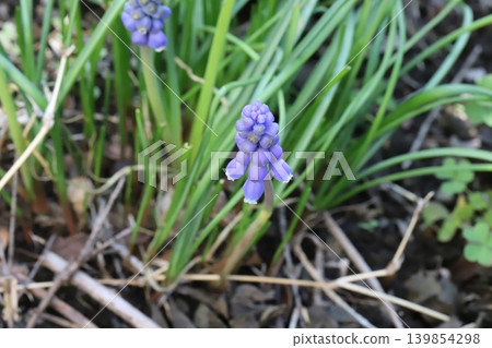 Purple Muscari flowers blooming in the spring garden Purple Muscari flowers blooming in the spring garden 139854298
