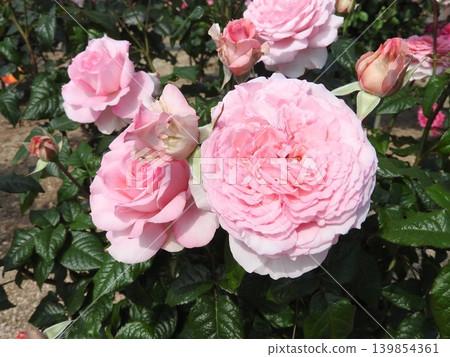 「莫加」是一種粉紅色玫瑰,四季都會開花。 「莫加」是一種粉紅色玫瑰,四季都會開花。 139854361
