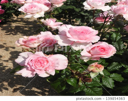 「莫加」是一種粉紅色玫瑰,四季都會開花。 「莫加」是一種粉紅色玫瑰,四季都會開花。 139854363