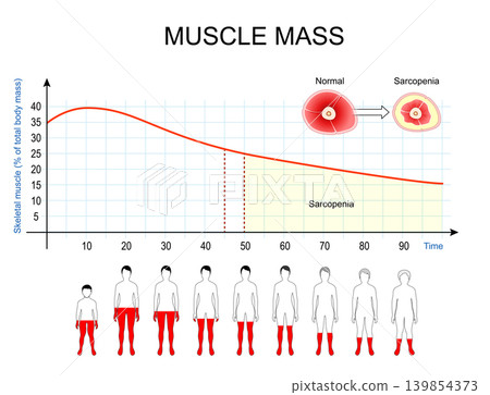 Sarcopenia and age-related muscle loss. Aging anatomy, longitudinal chart of skeletal muscle degeneration 139854373
