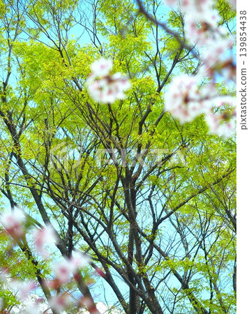 A view of young zelkova trees seen from beneath the fully bloomed cherry trees in the park. 139854438