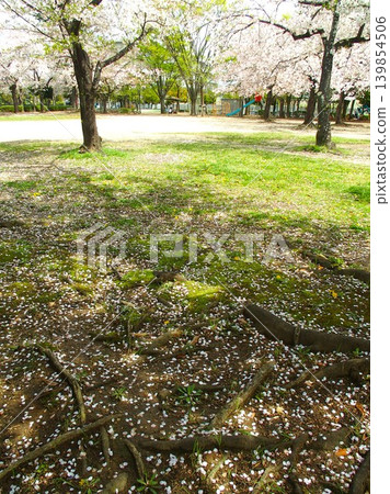 春日公園景色,櫻花花瓣飄落,位於居民區內。 春日公園景色,櫻花花瓣飄落,位於居民區內。 139854506
